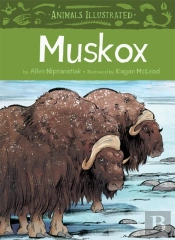 Animals Illustrated: Muskox