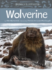 Animals Illustrated: Wolverine