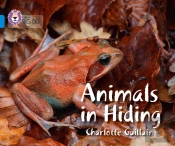 Animals In Hiding