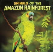 Animals Of The Amazon Rainforest