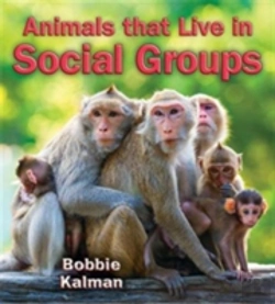 Bertrand.pt - Animals That Live In Social Groups