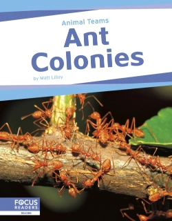 Bertrand.pt - Ant Colonies