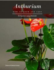 Anthurium