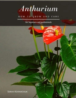 Bertrand.pt - Anthurium