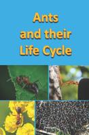 Ants  And Their Life Cycle