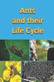 Ants  And Their Life Cycle