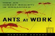 Ants At Work