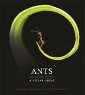 Ants