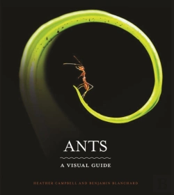 Bertrand.pt - Ants