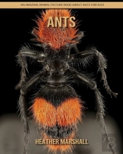 Ants