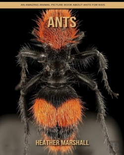 Bertrand.pt - Ants
