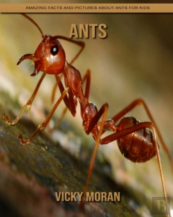 Bertrand.pt - Ants