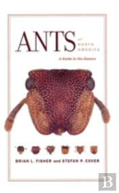 Ants Of North America
