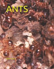 Ants