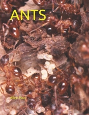Ants