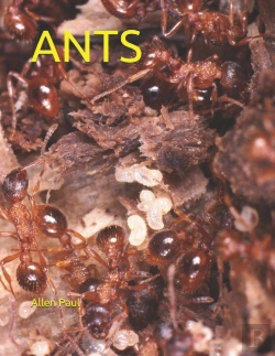 Bertrand.pt - Ants