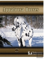 Appaloosa Horses