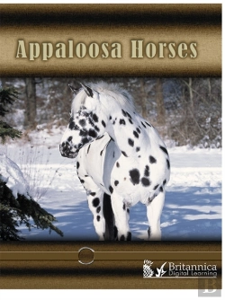 Bertrand.pt - Appaloosa Horses