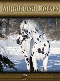 Bertrand.pt - Appaloosa Horses