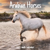Arabian Horses 2021 Wall Calendar