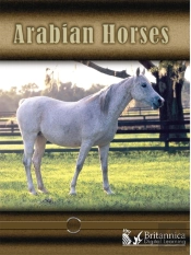 Arabian Horses