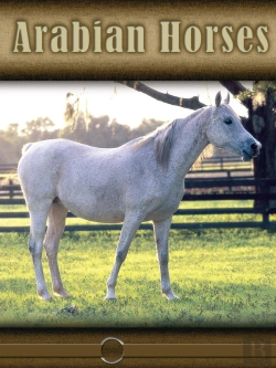 Bertrand.pt - Arabian Horses