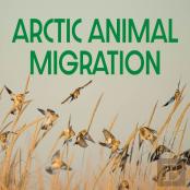 Arctic Animal Migration