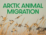 Arctic Animal Migration
