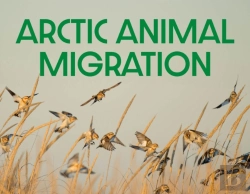 Bertrand.pt - Arctic Animal Migration