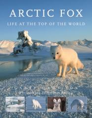 Arctic Fox