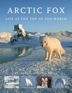 Bertrand.pt - Arctic Fox