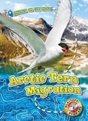 Arctic Tern Migration