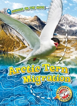Bertrand.pt - Arctic Tern Migration