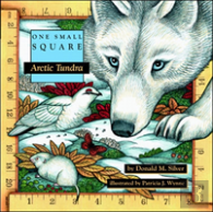 Arctic Tundra