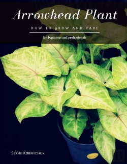Bertrand.pt - Arrowhead Plant