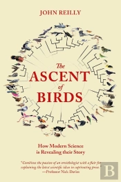 Ascent Of Birds