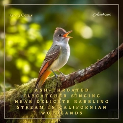 Bertrand.pt - Ash-Throated Flycatcher Singing Near Delicate Babbling Stream In Californian Woodlands