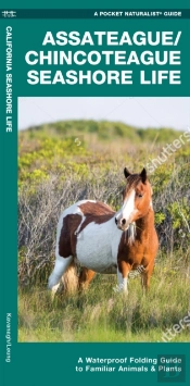 Assateague/Chincoteague Seashore Life, 2nd Ed