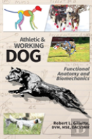 Athletic And Working Dog