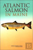 Atlantic Salmon In Maine