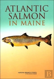Atlantic Salmon In Maine
