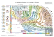 Atlas Des Vertebres - Poster - Origine Et Evolution Des Vertebres