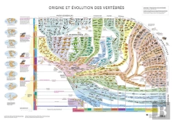 Bertrand.pt - Atlas Des Vertebres - Poster - Origine Et Evolution Des Vertebres