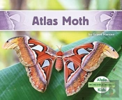 Atlas Moth