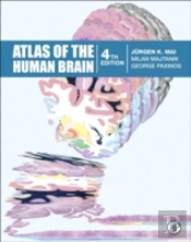Atlas Of The Human Brain