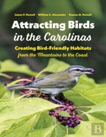 Attracting Birds In The Carolinas