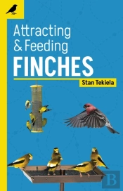 Attracting & Feeding Finches