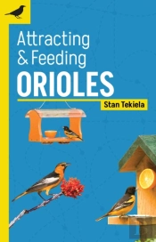 Attracting & Feeding Orioles