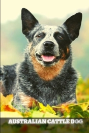 Australian Cattle Dog
