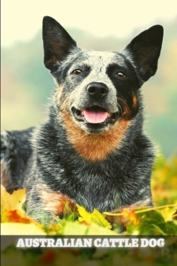 Bertrand.pt - Australian Cattle Dog